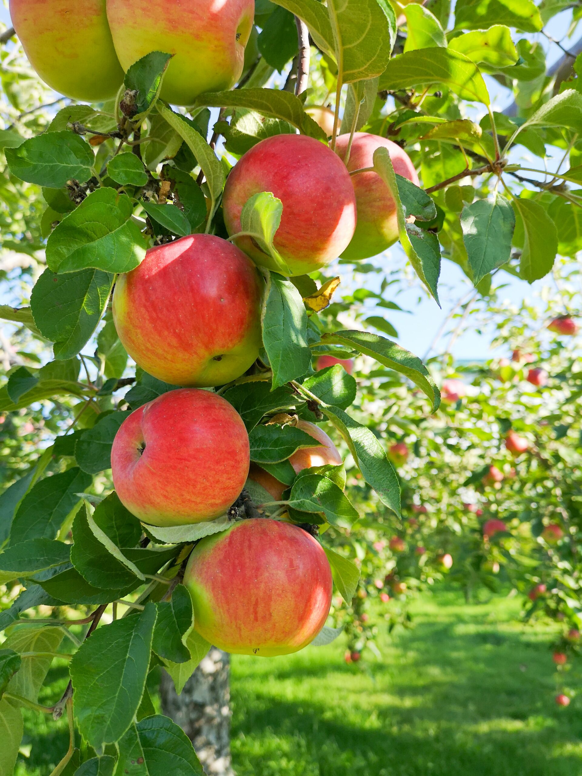 Apple tree