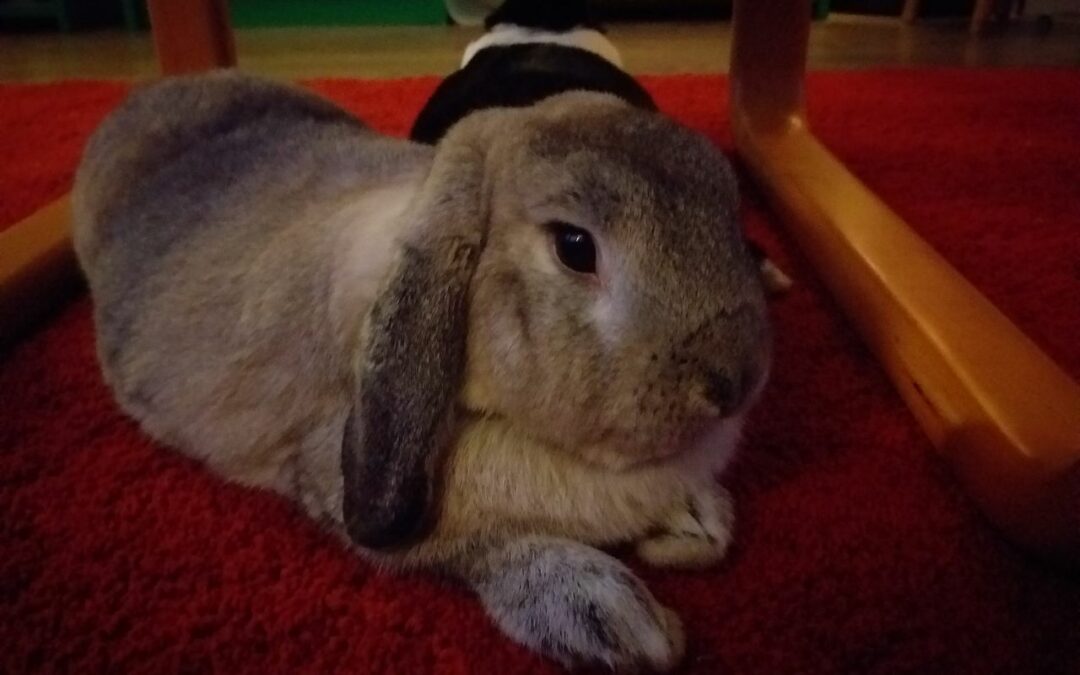 Dieren in je huis houden