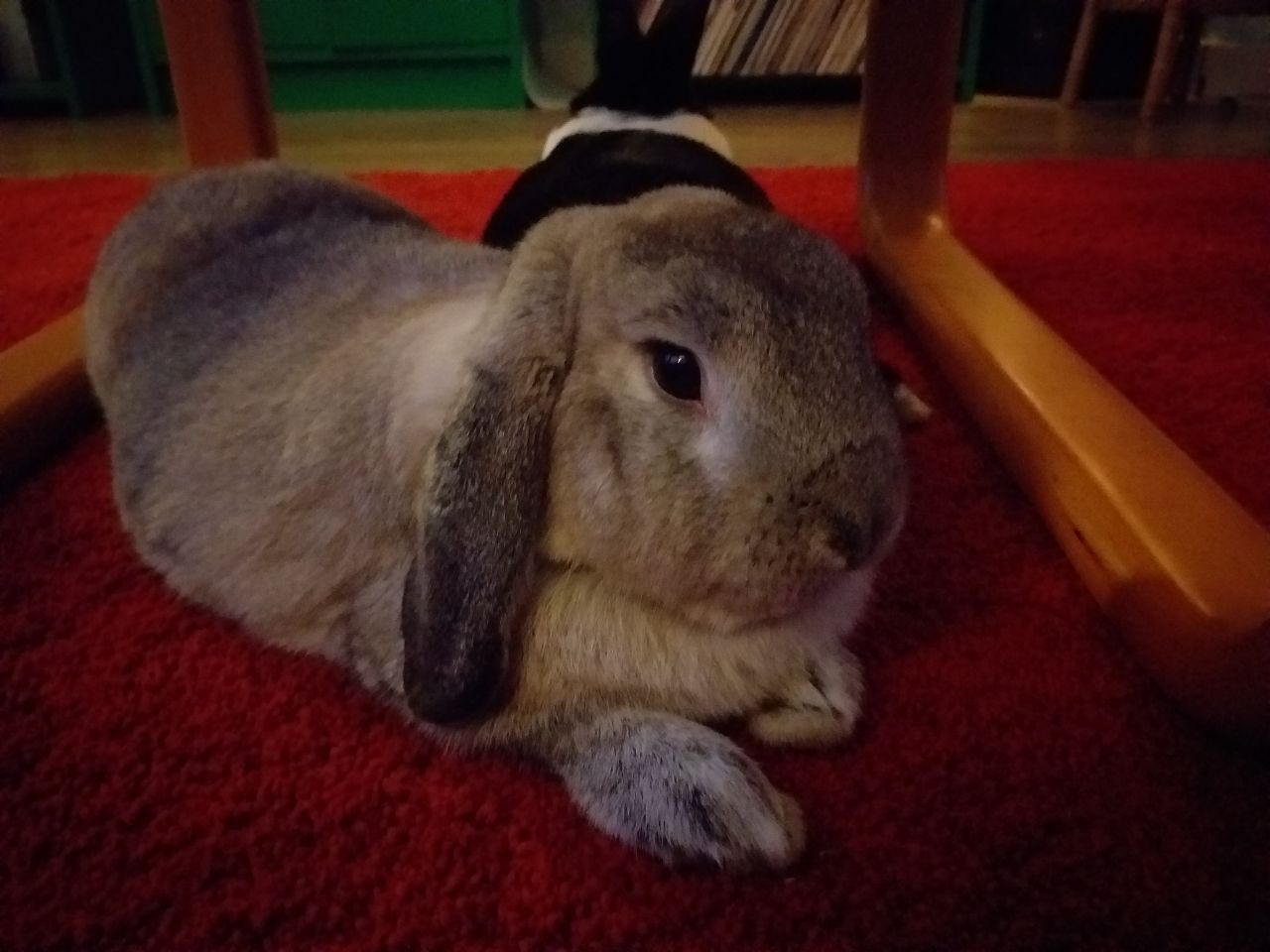 Rabbit on the carpet