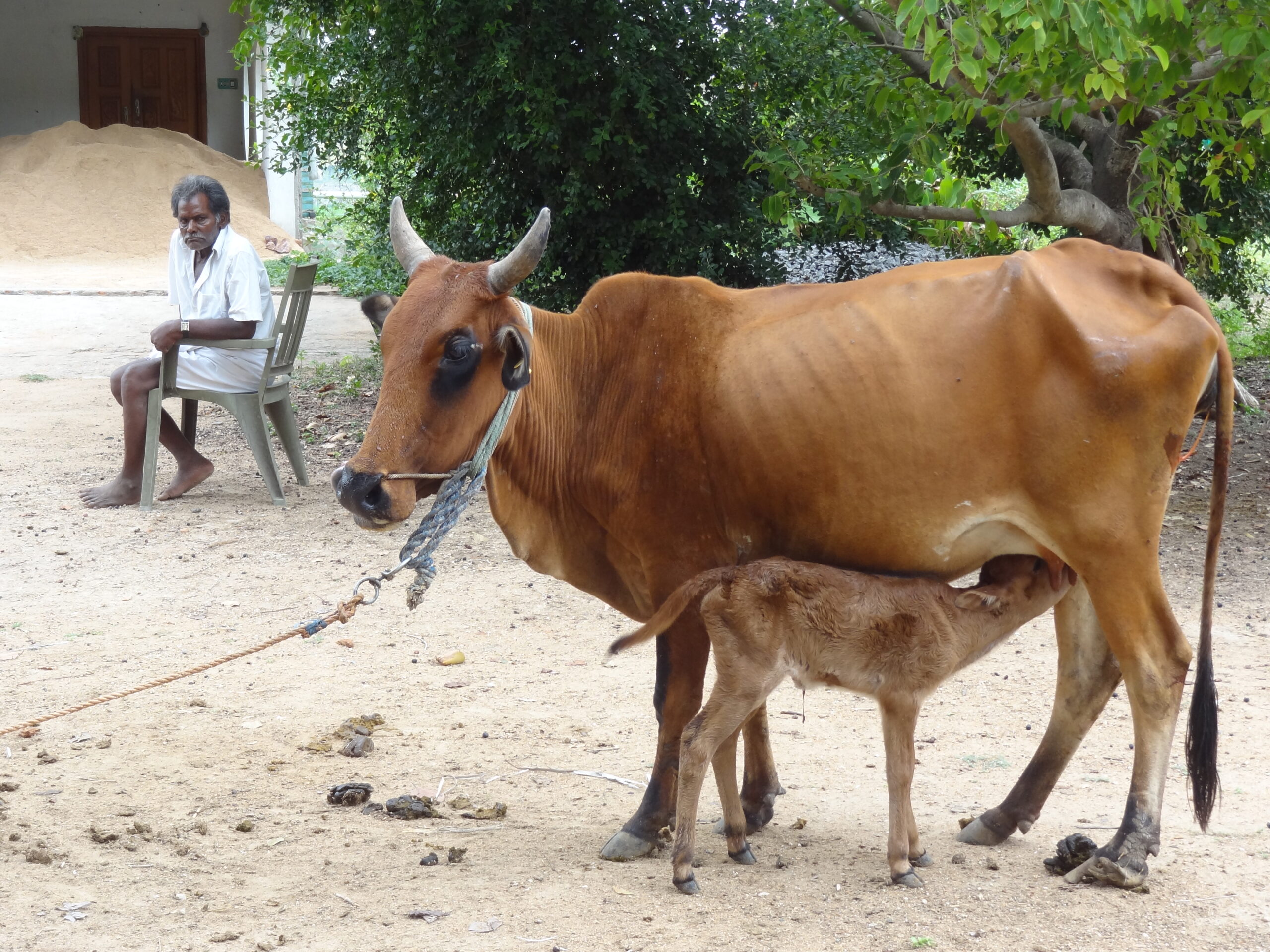 Farm animals 2 - Copy